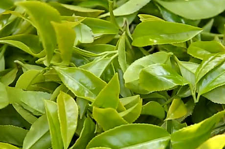 鸭屎香单杉茶属于什么茶？