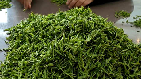茶果间作为种植方式