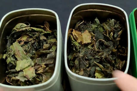 谁不适合喝桑叶茶？
