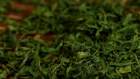 庐山云雾茶属于什么茶？
