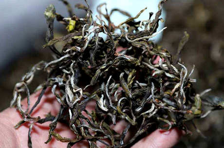 普洱茶生茶和熟茶的区别