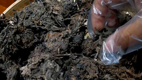 什么是老茶头？