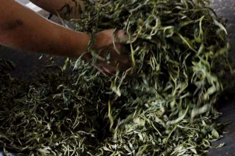 勐库小户赛古树茶的特点