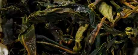 倚邦古树茶的香气特点