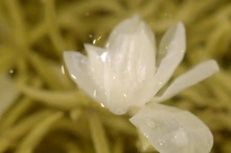 怎样冲泡茉莉花茶？