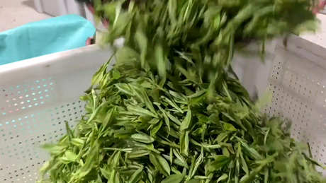谁适合喝白茶？