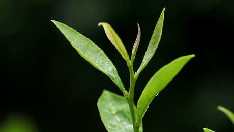 狗谷脑茶属于什么茶？