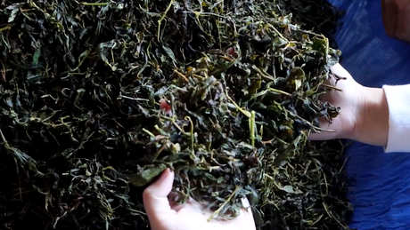 四季春茶属于什么茶？