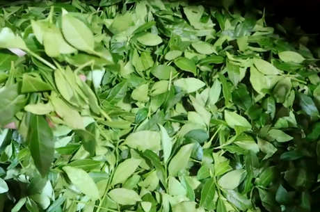 四季春茶属于什么茶？