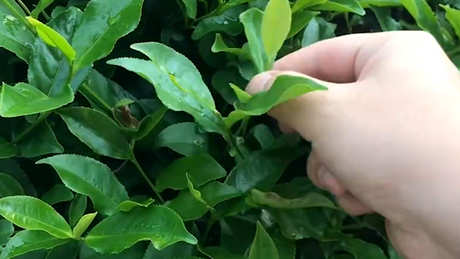 摘茶有什么技巧？