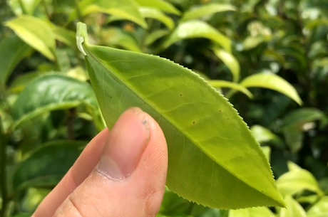 摘茶有什么技巧？