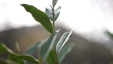 龙井茶应该用多少度的水泡？