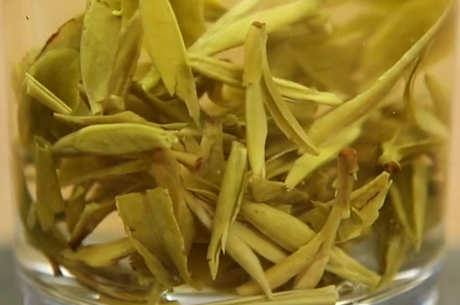 什么茶属于女儿茶？