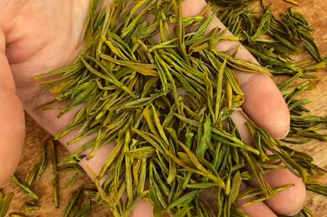 黄金芽属于什么茶？
