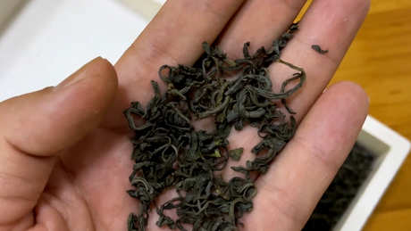 云雾茶属于什么茶？