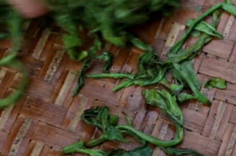 乌龙茶的生产工艺