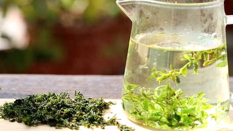 苦丁茶有什么作用和功效？