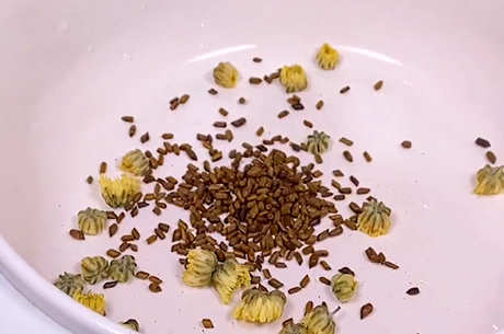 经常喝菊花决明子茶有害吗？