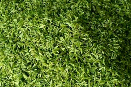 什么绿茶最香最好喝？