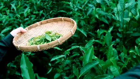 什么是绿茶