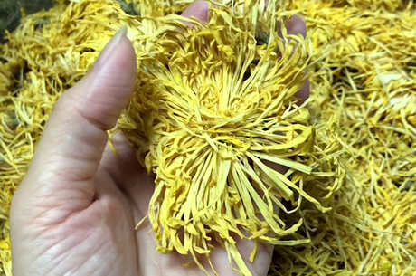 金丝皇菊的功效和作用是什么？
