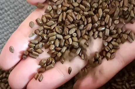 美容养颜抗衰老茶有哪些？