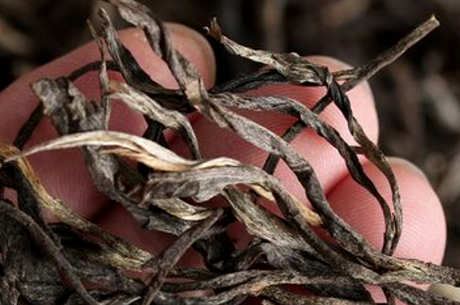 贺开古树茶属于哪个茶区？