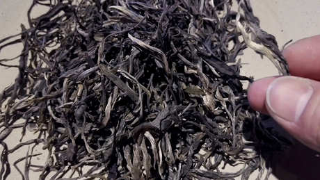 什么茶属于普洱茶？