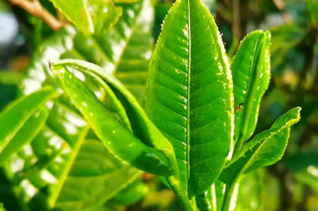 什么茶属于普洱茶？
