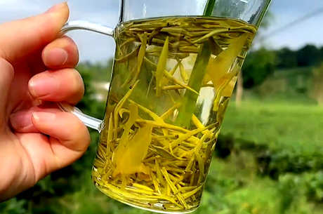 六大茶的基本常识