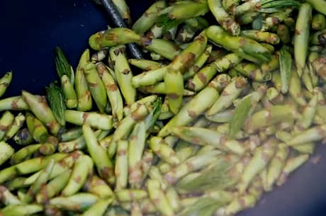 刺五加叶茶的功效和作用