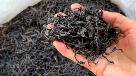 凤凰单丛茶属于什么茶系？