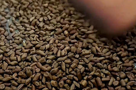 生熟决明子的功效和作用