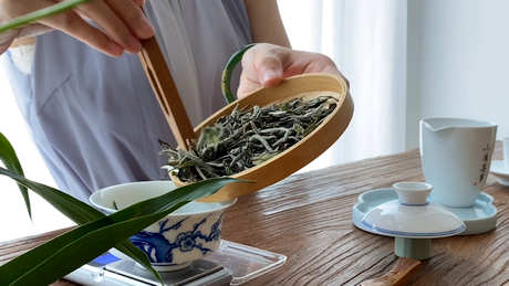 什么是白茶？