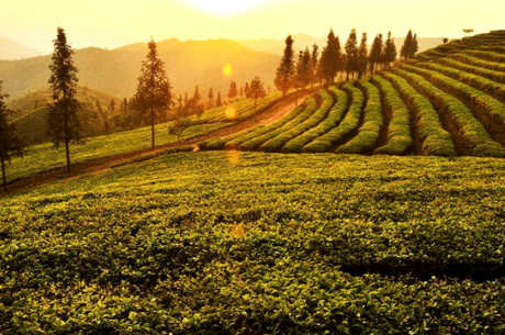 云南普洱茶四大产地