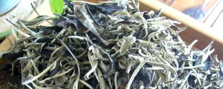 普洱白茶和福鼎白茶的区别