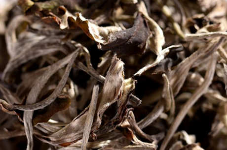 普洱白茶和福鼎白茶的区别