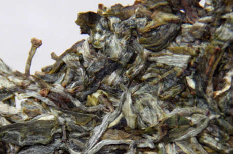 普洱白茶和福鼎白茶的区别