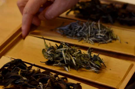 云南楚雄产普洱茶吗？
