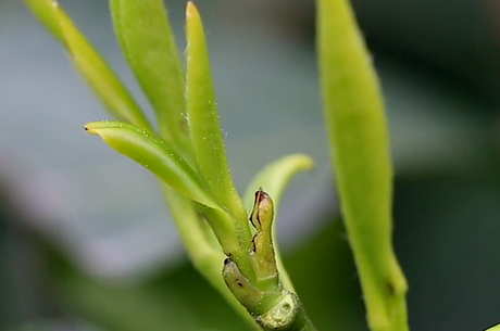 中国十大名茶有哪些？