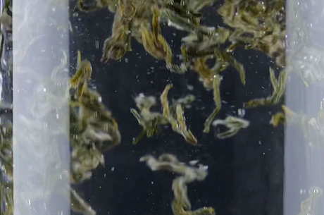 中国十大名茶有哪些？
