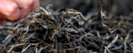 普洱和白茶有什么区别？