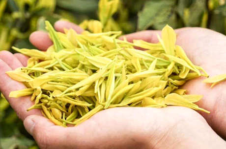 什么茶适合煮着喝？