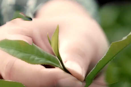 茶的来源