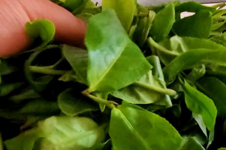 普洱茶有保质期吗？