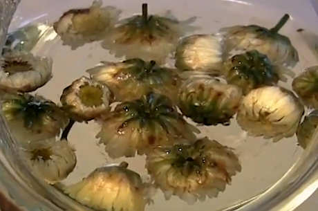 胎菊和菊花哪个功效好？