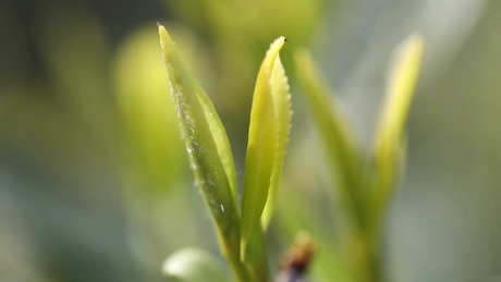 四大名茶有哪些？