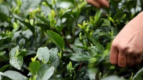 什么茶是竹叶青？