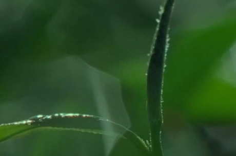 什么茶是竹叶青？