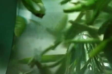 什么茶是竹叶青？